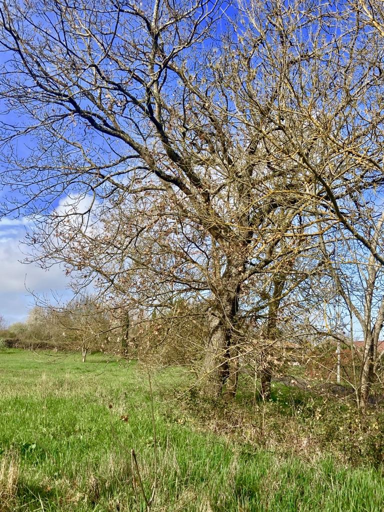 Terrain 1700 m² · à L'Isle-Jourdain · 1 700 m² · 84 000 €